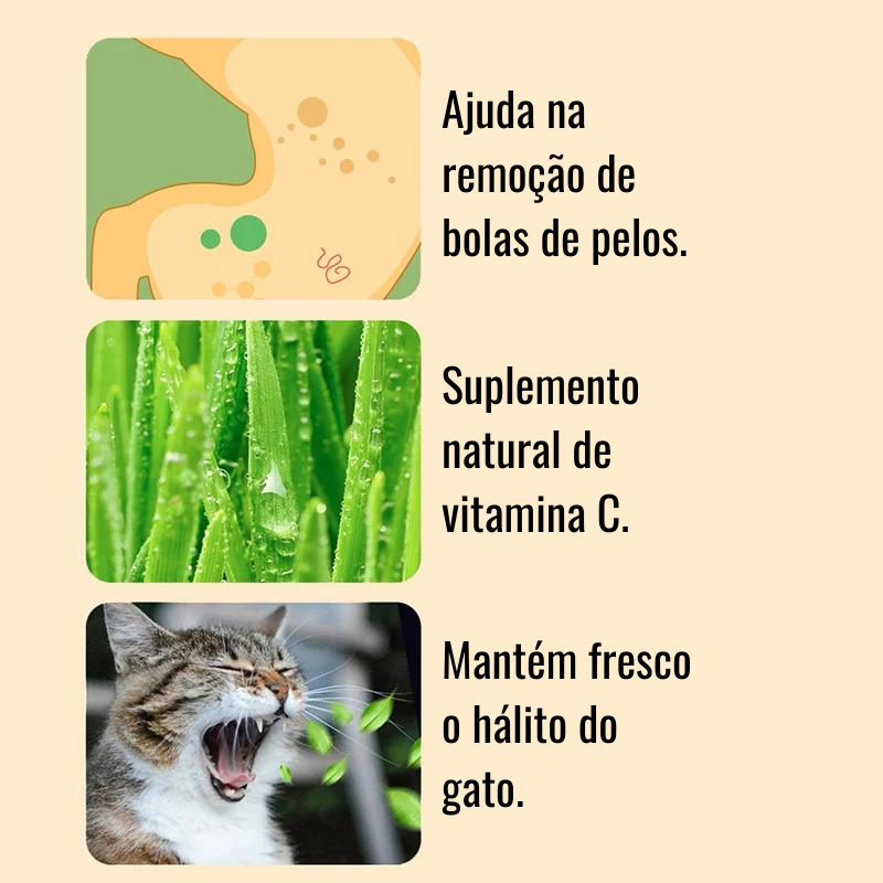 Pote Hidropônico de Grama para Gatos - Cat Grass